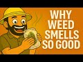 لماذا رائحة الحشيش زكية سر التربينات 