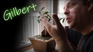 Meet Gilbert