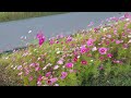 【秋桜】林部智史カバー (山口百恵) 遠賀川河川敷 水巻町 コスモス