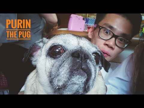 Video: Du Kan Lege Med Disse Sød Pugs På Denne Kyoto Cafe