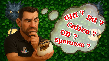 2025 Clutch #9 - Egg Cutting - Breeding Ball Pythons