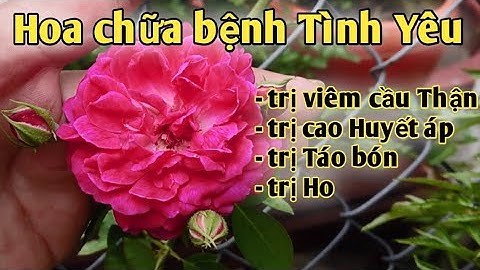 Bài thuốc trị Viêm cầu Thận mãn tính, trị Cao huyết áp, táo bón, ho. PHAN HẢI channel.
