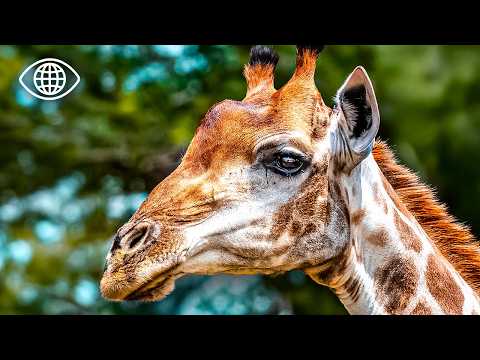 Extraordinary Rescues: Saving the Savannah | Wildlife Documentary | BSF