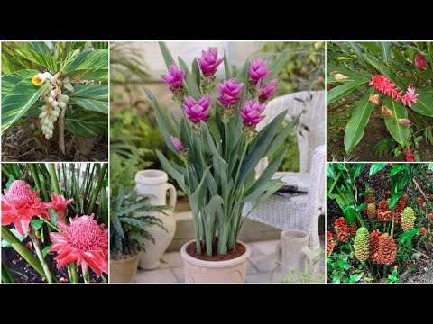 Video: Typy kvetoucího zázvoru: Pěstování zázvoru pro květiny v zahradě