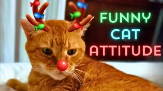 Funny Cat Auditions To Be The Grinch Reindeer 👑💚😹 by 👑 Miss Lulu & 🎩 Sir Dub-B  413 views 4 months ago 1 minute