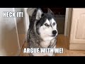 Not saying a word when my husky shouts at me