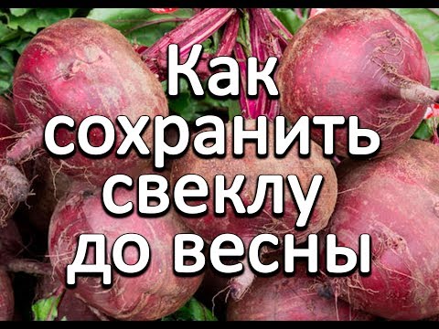 Как сохранить свеклу на зиму в домашних условиях в подвале видео