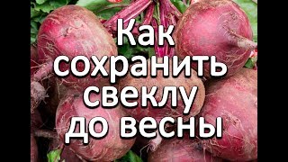 Как сохранить свеклу до весны.