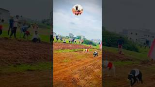 kolhapur dog race || dog res || Dog racing kolhapur || #shorts