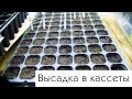 Петунии 2017: Высадка в кассеты