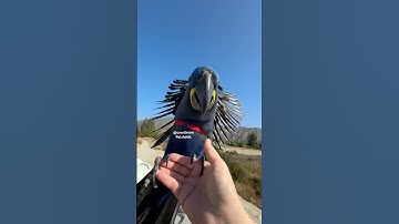 Hyacinth Macaw Takes On little visible Bird chasing him!