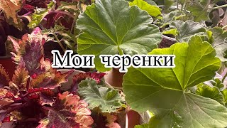 Мои черенки сортовых пеларгоний + колеусы 😍😍#flower #пеларгония #сад #цветыпочтой