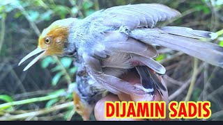 Suara Burung Prenjak Terancam Paling Ampuh Buat Pikat