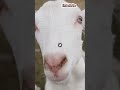 5 Animals with the Weirdest Eyes! #shortsfeed  #AnimalFacts #WeirdAnimals  #Shorts #Wildlife #shorts