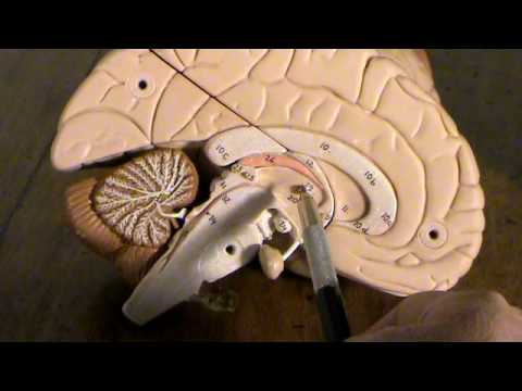 Come è fatto il cervello. Elementi di anatomia del Sistema Nervoso Centrale.