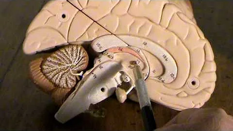 Perché il cervello ha quella forma?