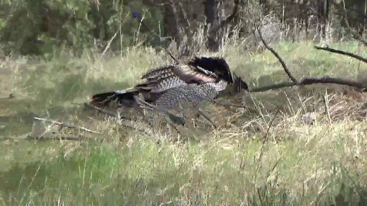 Mike's Two Toms YouTube