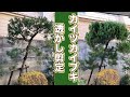 【切る前に知っておきたい3つのポイントも紹介】カイヅカイブキの透かし剪定(字幕対応)