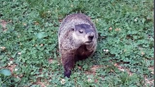 Groundhog Feeding At The Park