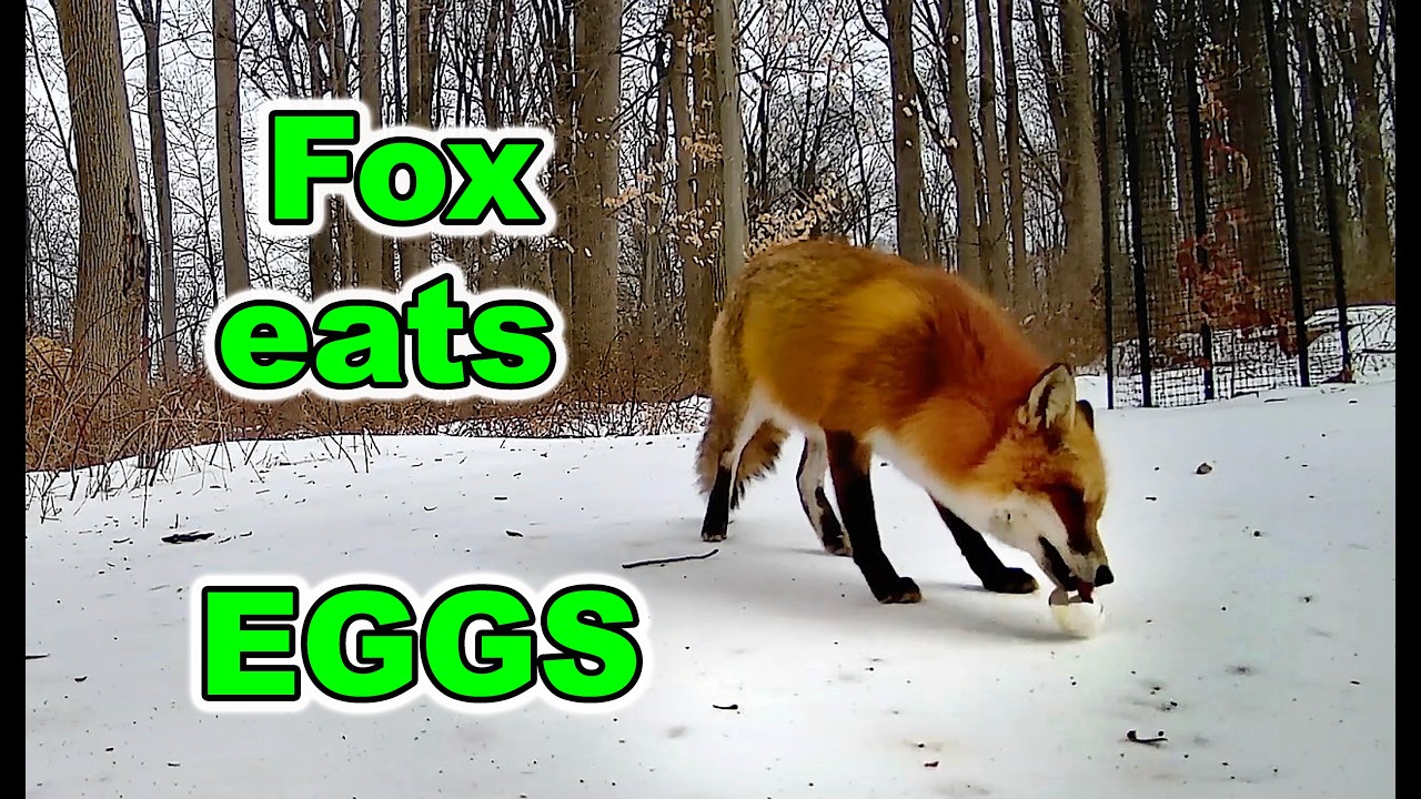Fox Eating Eggs in the Snowy Woods – Caught on Trail Camera