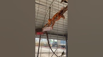 Con Này Lạ Lắm #fishing #amazing #cauca365 #short