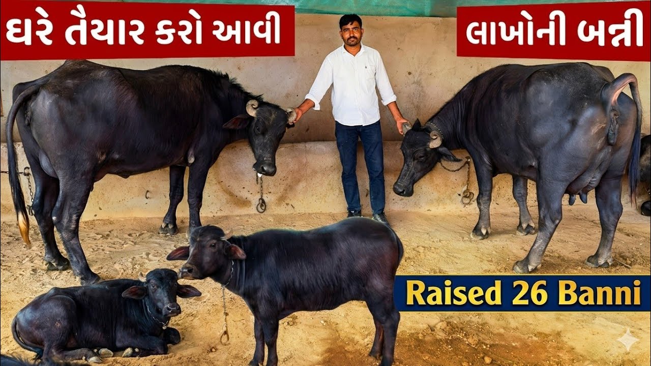 🔥 શૂન્યમાંથી લાખોનું સામ્રાજ્ય! | Gujarat Dairy Farming Success Story | Banni Buffalo Income 