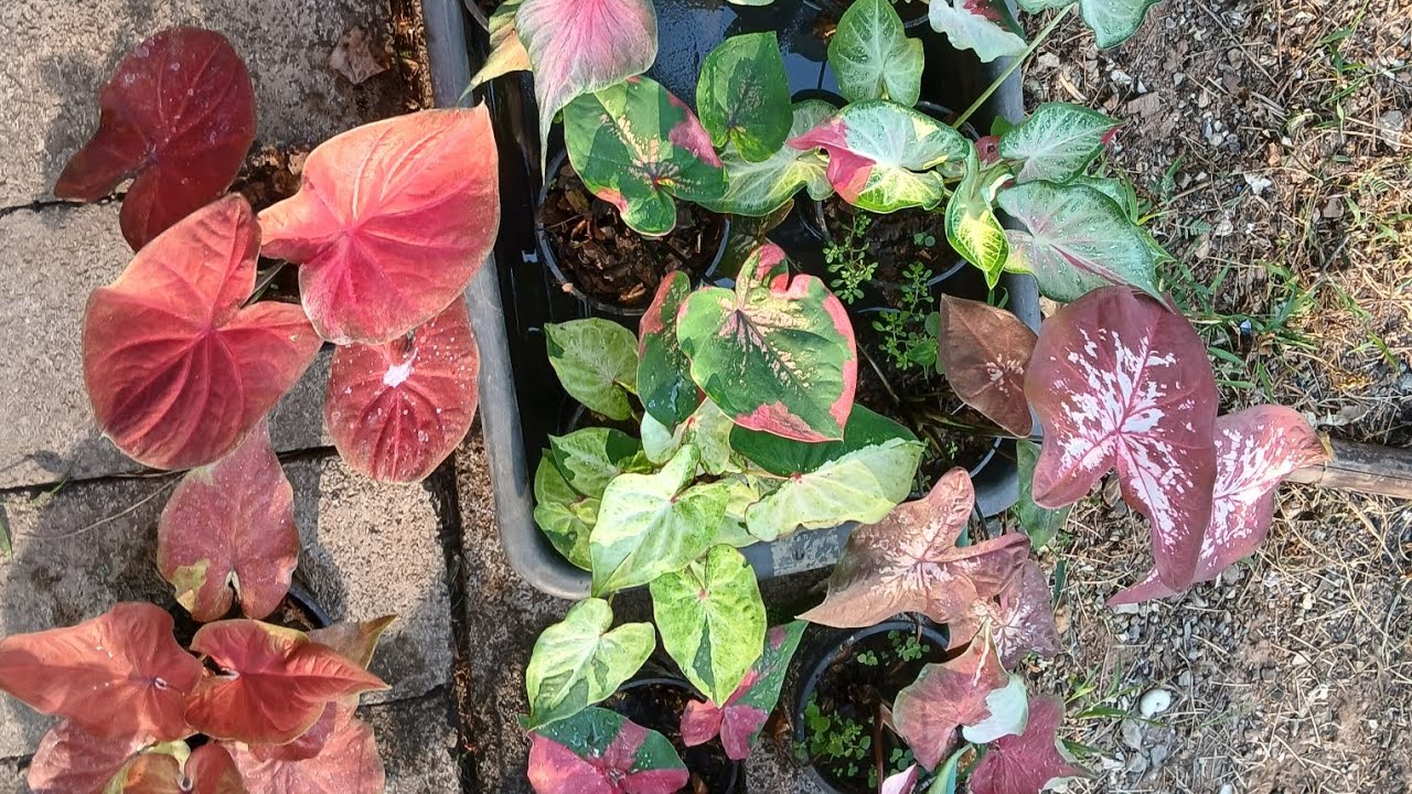 บอนสีราคาถูก โทร0634366825 มีปลายทาง