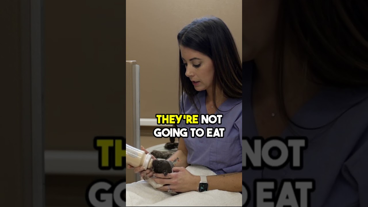Bottle Feeding Newborn Puppies - So Cute