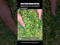 固い木から大量の生草まで、小型粉砕機が一瞬で細かく切り刻む驚きの瞬間 #shortvideo #viralshorts #viral #trending #farmmachinery #worker