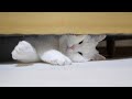 隙間に顔が挟まって人相が変わってしまった猫…。