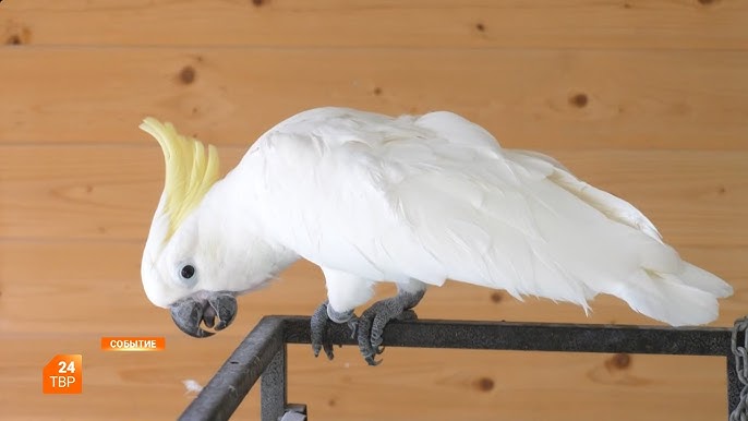 Ecchi сағаты Тері жамылғысындағы порно актрисалардың фотосуреттері