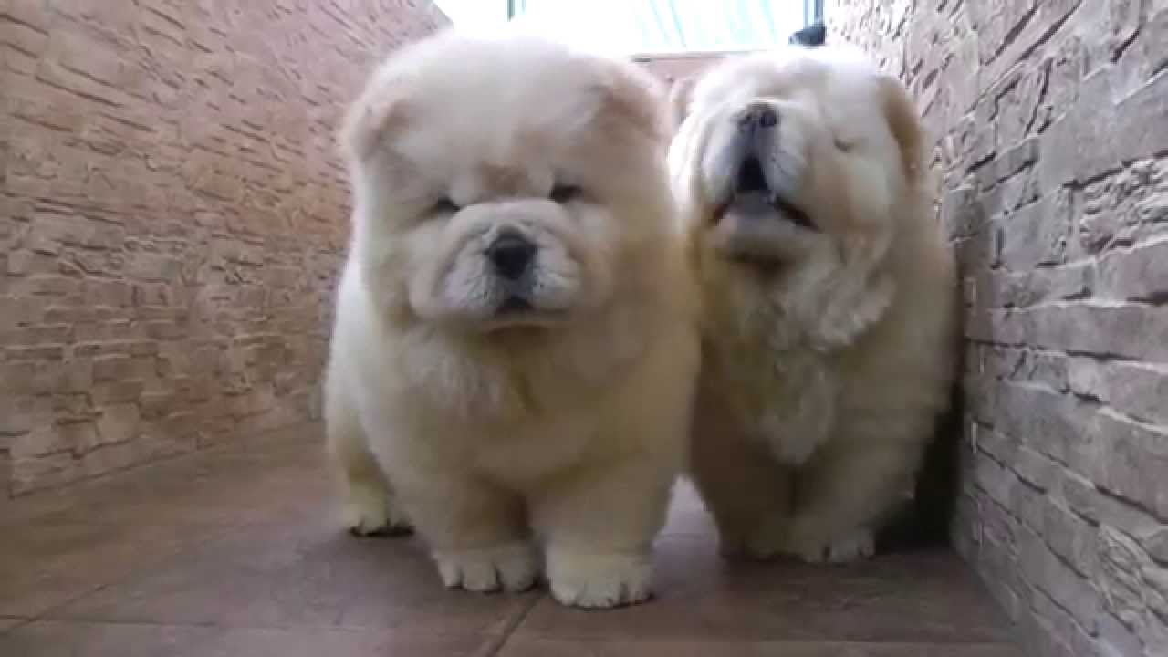 chow chow fighting