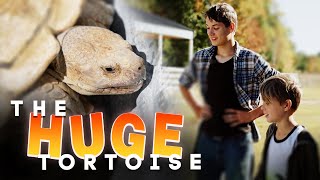 Tank The Tortoise   Horse Shelter Heroes S3E32