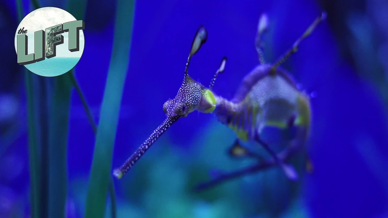 Fascinating seadragons at Great Lakes Aquarium | The Lift on WDIO