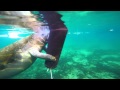 Jaws & Paws Manatee Vlog with Anjali