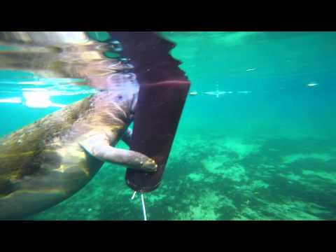 Video: Nani Manatees