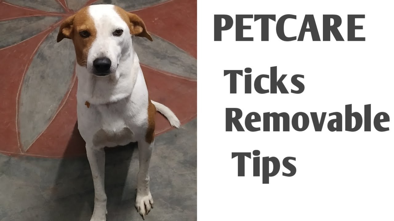 Dog Ticks Prevention and Cure tips DogCare Tamil How to remove