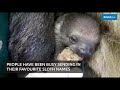 Bristol Zoo ask the public to name adorable newborn baby sloth