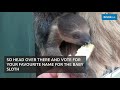 Bristol Zoo ask the public to name adorable newborn baby sloth