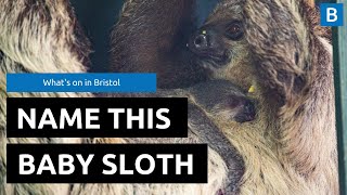 Bristol Zoo ask the public to name adorable newborn baby sloth
