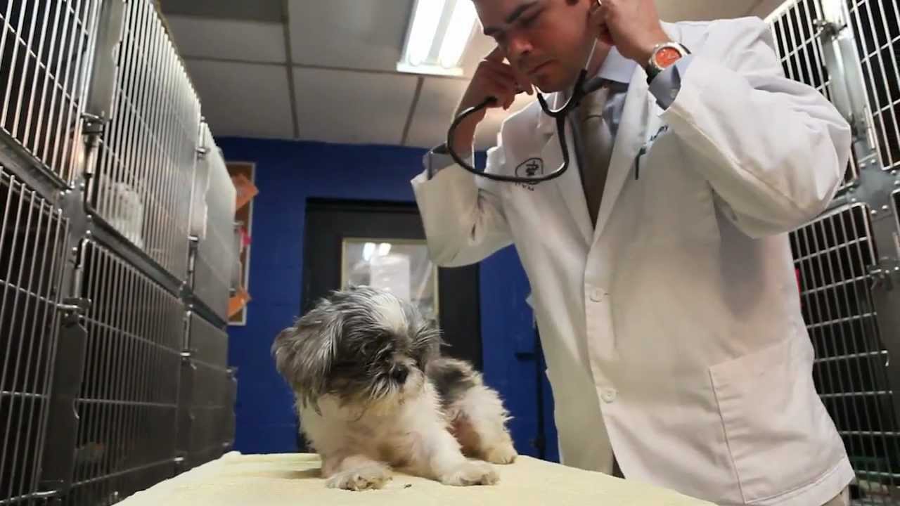 plainfield-area-humane-society-video-by-jersey-adobe-multimedia-hd