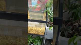 Fish tower prototype 2