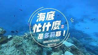 【海底忙什麼EP4】是多莉耶！Finding Dory