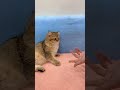 Why Does My Cat Slap Me #shorts #kittens #cats #animals #viral #trending