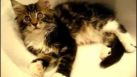 Video 9900721: maine coon kitten, tabby white, kitten bathtime, kitten bathroom, sweet kitty