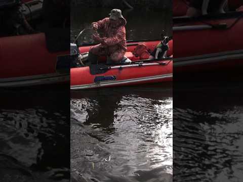 Огромные таймени водятся на Сахалине!! Уже скоро мой новый фильм #сахалин #рыбалка #таймень