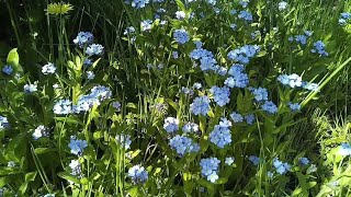 Wildflowers #relaxing #walking#woods