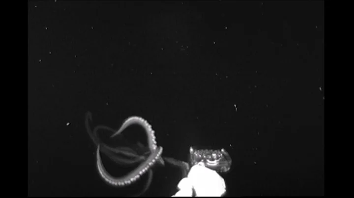 A giant Squid was recorded by Edith Widder and Nat...