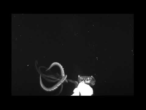 A giant Squid was recorded by Edith Widder and Nathan Robinson ( @wild.blue.science )