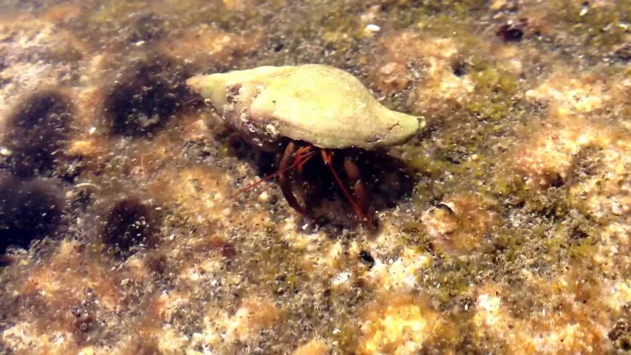 Рак-отшельник (Греция, Неос Мармарас) - YouTube